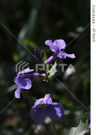 低い朝日が透けて光るオオアラセイトウの花_縦3 89483652