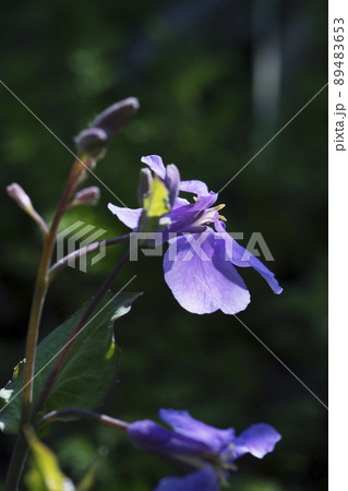 低い朝日が透けて光るオオアラセイトウの花_縦2 89483653