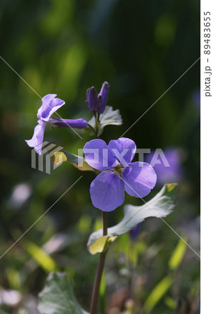 まだ低い茎に二つの花を開くオオアラセイトウの花_縦1 89483655