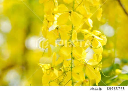 Cassia fistula ,LEGUMINOSAE CAESALPINIOIDEAE or Pudding Pine or Indian Laburnum or Golden Shower Cassia fistula ,LEGUMINOSAE CAESALPINIOIDEAE or Pudding Pine or Indian Laburnum or Golden Shower 89483773