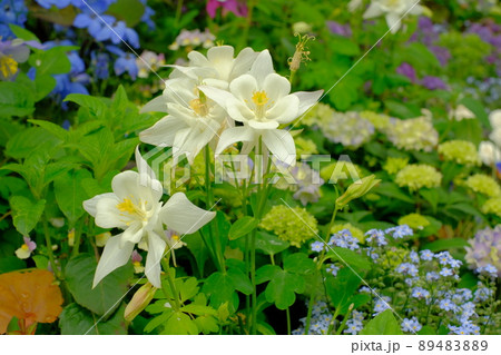 白いクレマチスの花 白いクレマチスの花 89483889