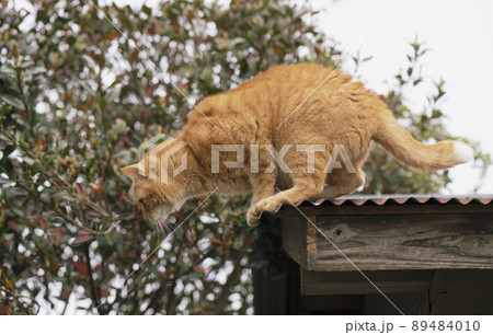 古い物置の屋根の探検を終えて身を乗り出し地面に飛び降りようとする茶トラ猫_薄曇り横1 89484010
