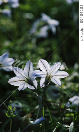 朝日が透けて光る、後ろから見た交差して二つ並んだハナニラの花_縦1 89484283