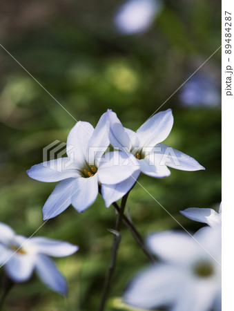 木漏れ日が当たる,交差して二つ並んだハナニラの花_縦1 89484287