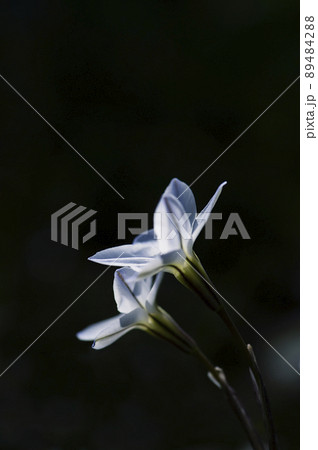 朝日が透けて光る、横から見た二つ並んだハナニラの花_縦2 89484288