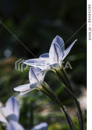 朝日が透けて光る、横から見た二つ並んだハナニラの花_縦1 89484289