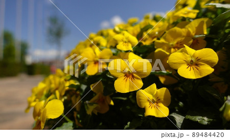 青空と黄色の花・ワイルドパンジー 89484420