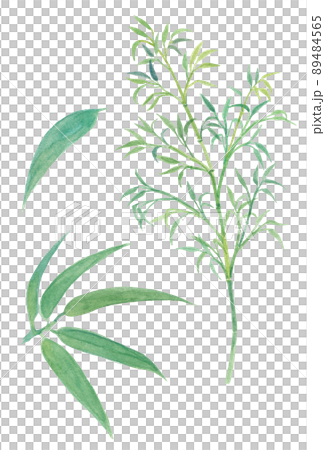 七夕の笹 89484565