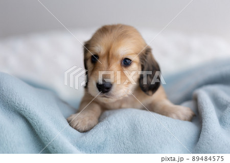 仔犬 カニンヘンダックスフンド 仔犬 カニンヘンダックスフンド 89484575