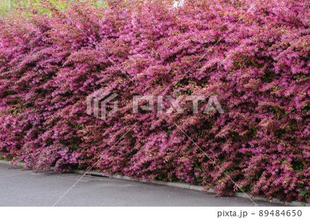 満開のトキワマンサクの生垣 89484650