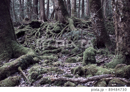 山梨県　青木ヶ原樹海 89484730