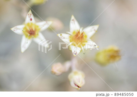 サボテン　朧月の小さな白い花のマクロ撮影 89485050