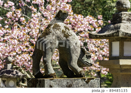 養父神社　狛犬　兵庫県養父市 89485135