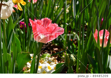 フランス、パリのフラワーパークに咲いているチューリップ。2022年4月17日撮影。 89485209