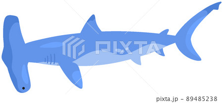 インドシュモクザメ インドシュモクザメ 89485238