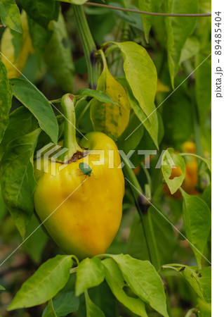A large yellow pepper grows on a bush, a large green pest beetle sits on it. 89485404