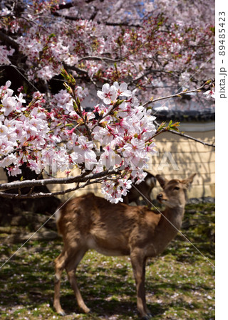 興福寺境内の桜 89485423