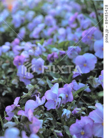 花壇の花 89485428