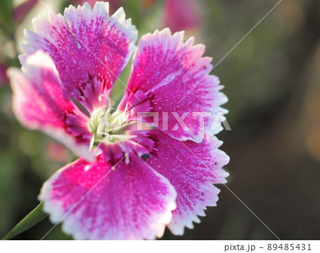 かわいいセキチク 89485431