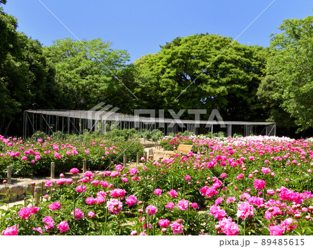 牡丹芍薬園 牡丹芍薬園 89485615