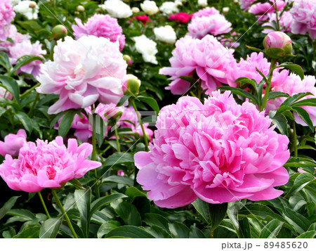 牡丹芍薬園 89485620