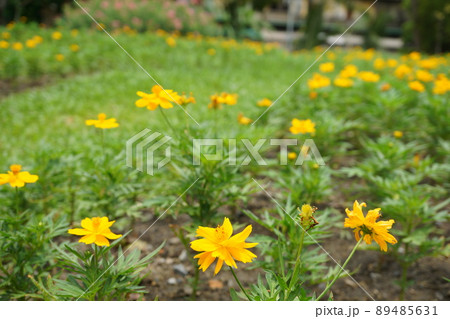 タイ王国バンコク都内マハーカーン砦公園(マハカーン砦公園)の花畑祭り タイ王国バンコク都内マハーカーン砦公園(マハカーン砦公園)の花畑祭り 89485631