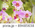 Light purple orchid flower with brown speckled side lobes 89485638