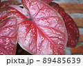 Close up of shiny red taro leaves with white and pink spots pattern 89485639