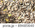 The dry leaves are scattered with yellowish leaves 89485640
