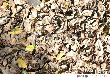 The dry leaves are scattered with yellowish leaves The dry leaves are scattered with yellowish leaves 89485640