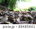 Selective focus of brown dry leaves scattered on the ground 89485641