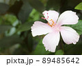 A hibiscus flower with a white pink crown 89485642