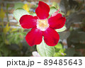 Beautiful red Japanese frangipani flowers bloom like a trumpet 89485643