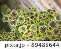 Ornamental plants with two colored leaves combine beautifully 89485644