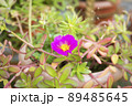 Purslane ornamental plant with small beautiful purple flowers 89485645
