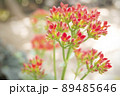 Small exotic red flower plant with green twigs 89485646