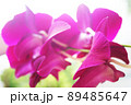 Selective focus of purple orchid petals seen from below 89485647