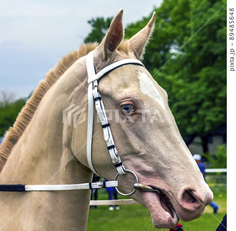 Portrait of a horse. Portrait of a horse. 89485648