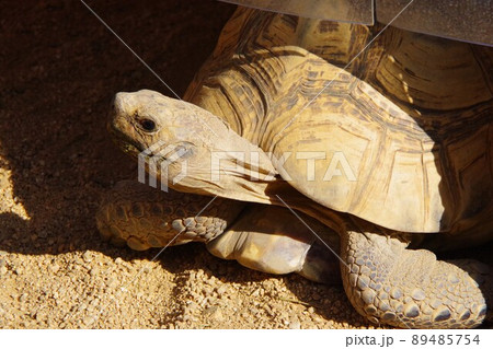 ヒョウモンガメ ヒョウモンガメ 89485754