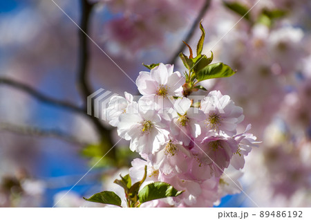 Close-up of sakura tree full in blooming pink flowers 89486192
