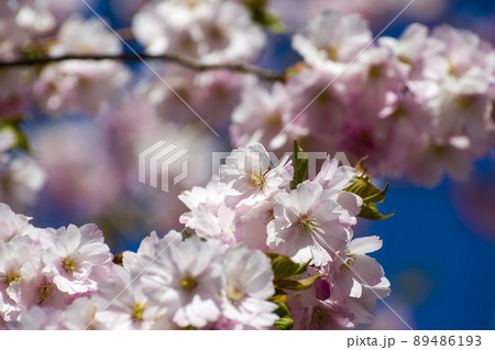 Close-up of sakura tree full in blooming pink flowers 89486193