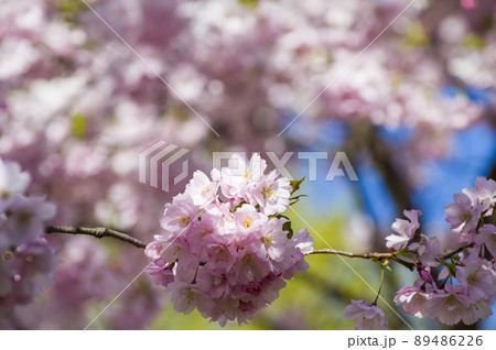 Close-up of sakura tree full in blooming pink flowers 89486226