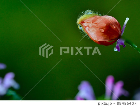 　春の野で見つけた鳥の顔　あさつゆをとヒナゲシ 89486407