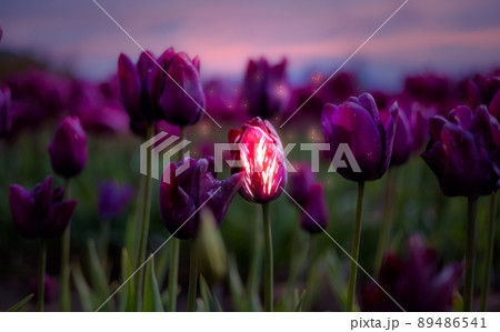 Tulip Flower Field. Close Up Nature Background. 89486541