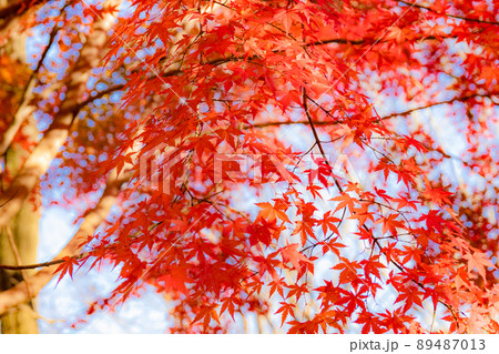 公園の紅葉36 公園の紅葉36 89487013