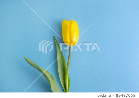 Yellow tulip flower on blue background.Russia ukraine conflict. Ukraine flag color. Border conflict. Russia vs ukraine. War concept. 89487058