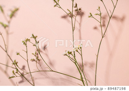Little white flower, detail of a Gipsofila flower on pink background with copy space for your design, light and dark shadows Little white flower, detail of a Gipsofila flower on pink background with copy space for your design, light and dark shadows 89487198