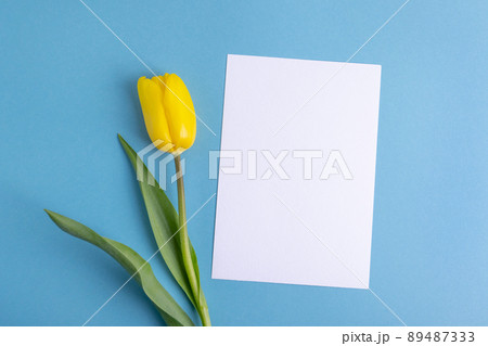 Yellow tulip flower and white post card copy space on blue background.Russia ukraine conflict. Ukraine flag color. Border conflict. Russia vs ukraine. War concept. 89487333