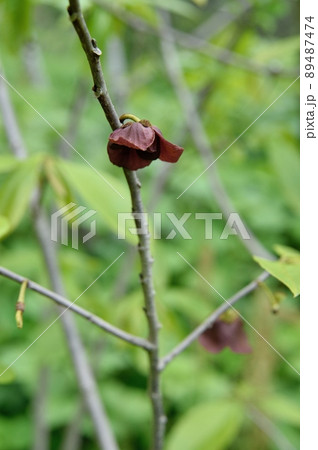 ポポーの花 89487474