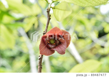 ポポーの花 ポポーの花 89487477